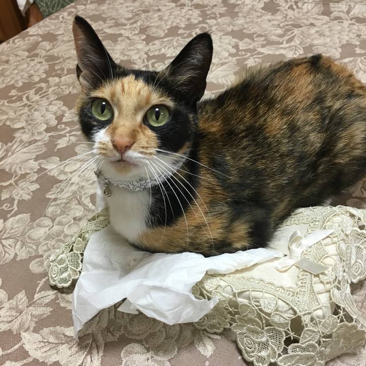 4d04843c 3515 45cc 87ed b2bce1eac0cf