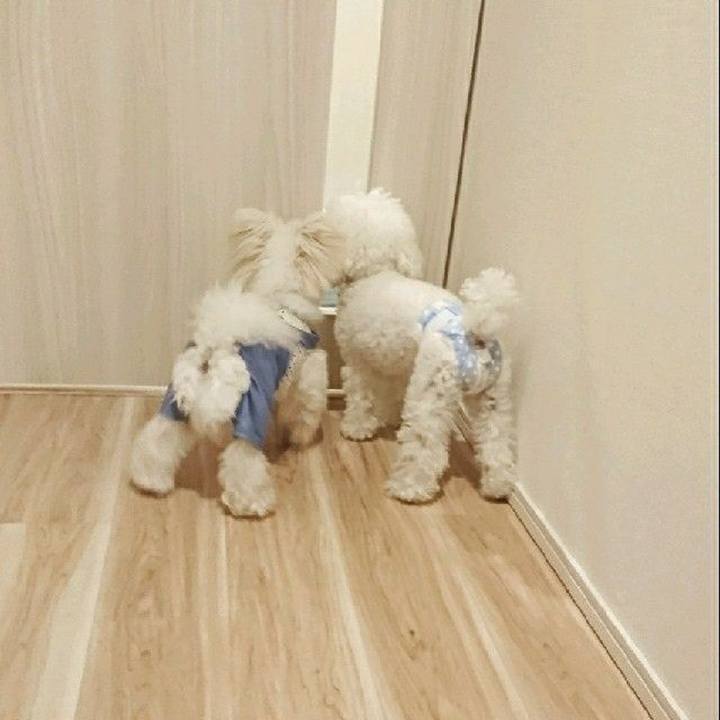 4d0ef60d 0d78 498a b584 8bd2e9852086