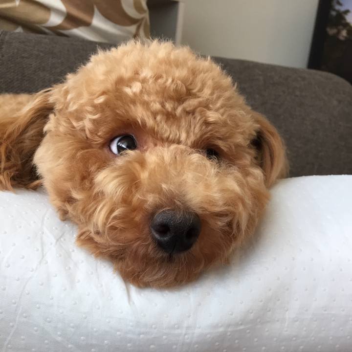 4d110d8f f027 4391 af0b e3f9c57ae427