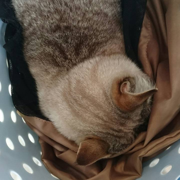 4d13a530 9de9 4594 bcdb 2fa455439720