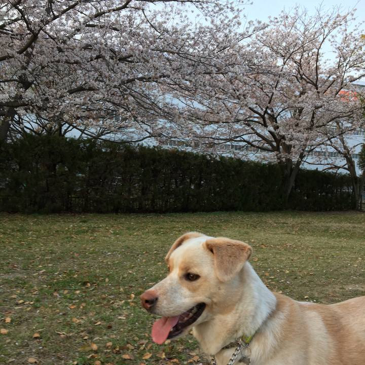 4d161157 dc3c 44ae a41e 280b9be02f81