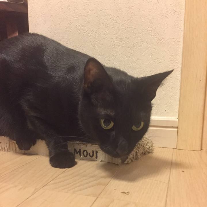 4d17e733 69a0 4083 ac96 056507d41ee6