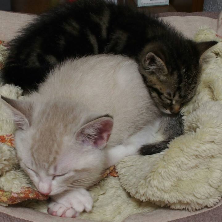 4d1ee32b 6648 4aae b7e2 aab1413a9700