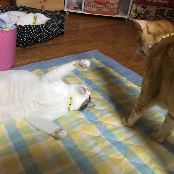 4d27136e 601f 499f 9885 d1effe739827