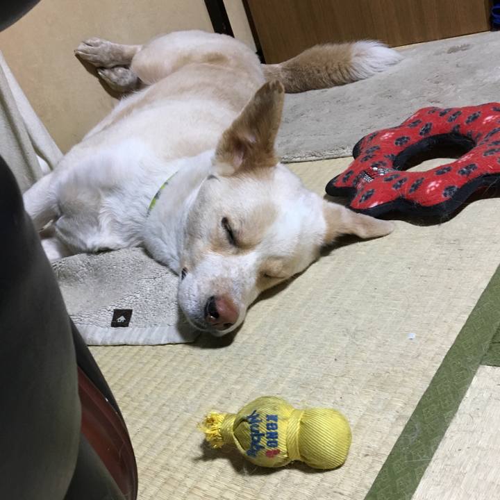 4d2955c9 3455 4389 bba4 f16ebc62f27f