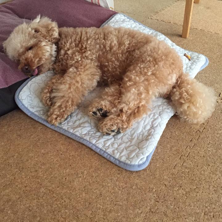 4d2ac743 ce84 4c6d 8210 8c6b18ef4a59