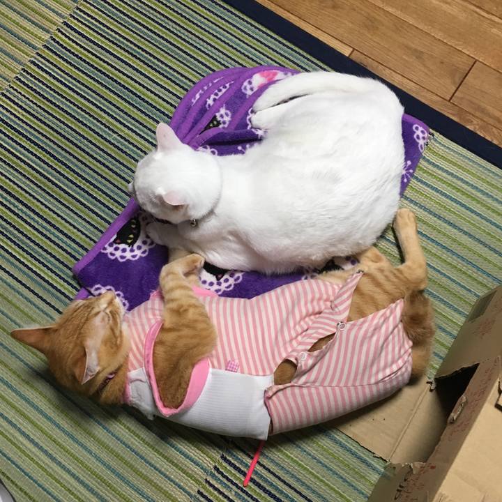 4d2d33e5 4a59 4a23 be11 5d6e9afbadf8