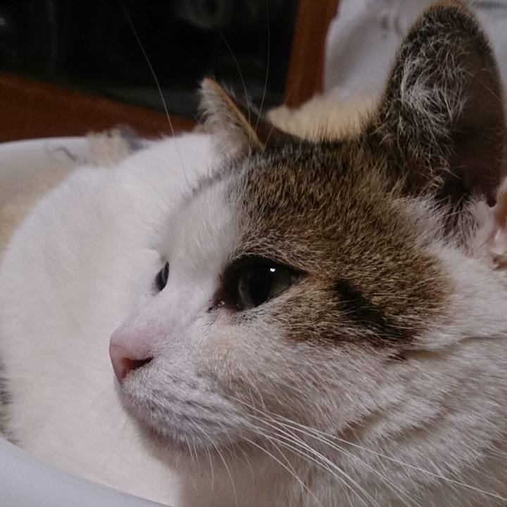 4d2e2794 f306 41ab a86d 33c01d9e4e6b