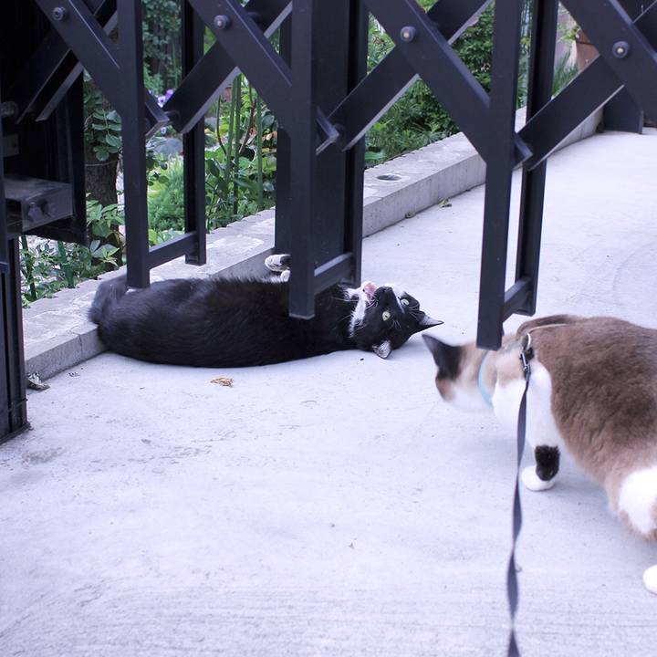 4d3cd42e f01b 4452 86a9 48c9ea33b35a