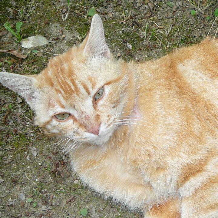 4d44caea f5f4 496f 93f4 cd09b56ca44a