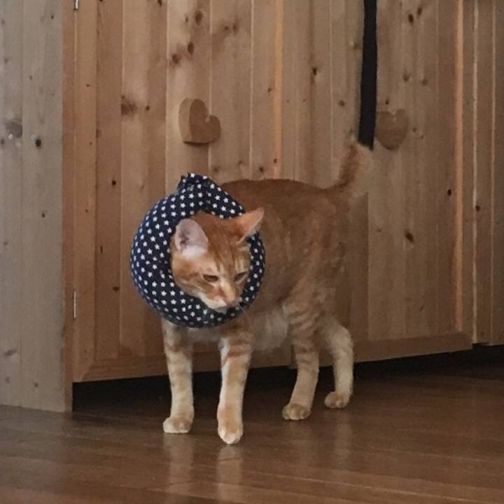 4d470034 fc79 4245 8e62 375b7e4bf5ef