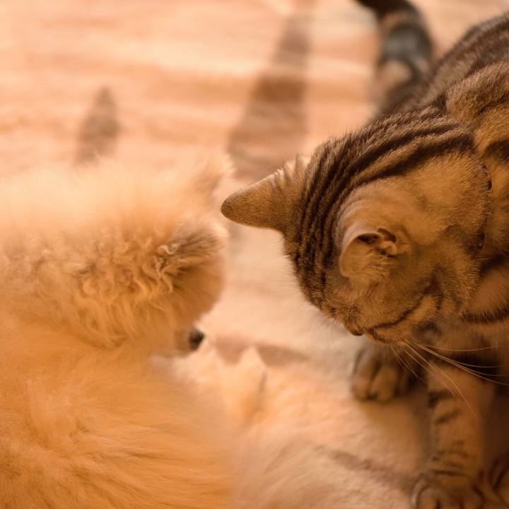 4d48a0e5 d0d5 4e48 bdd7 420ded5196c8