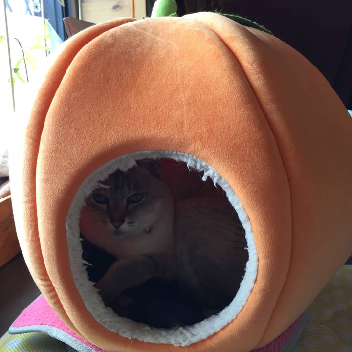 4d4aa2d2 81ce 444b 930d ec6daff91b3f