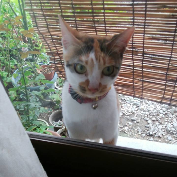 4d5140e3 9720 4084 b10c 7ac859991c20