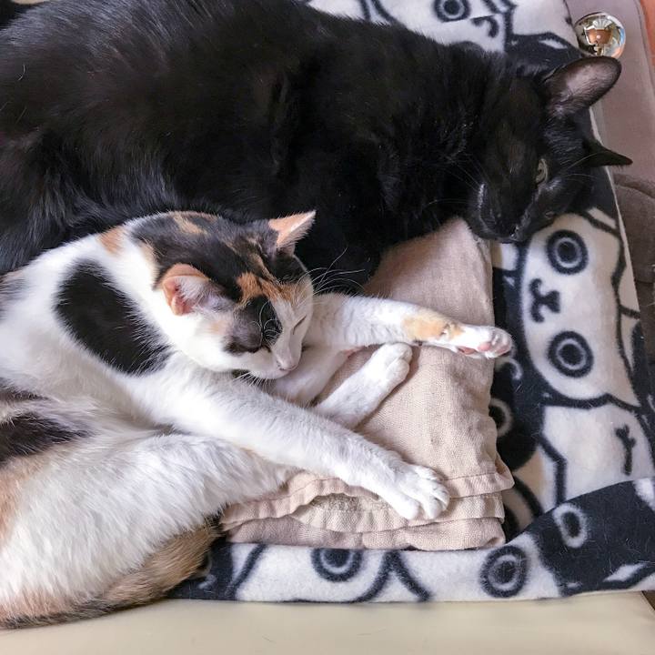 4d5dd38b 78d7 4389 8326 aa3a27a86bcc