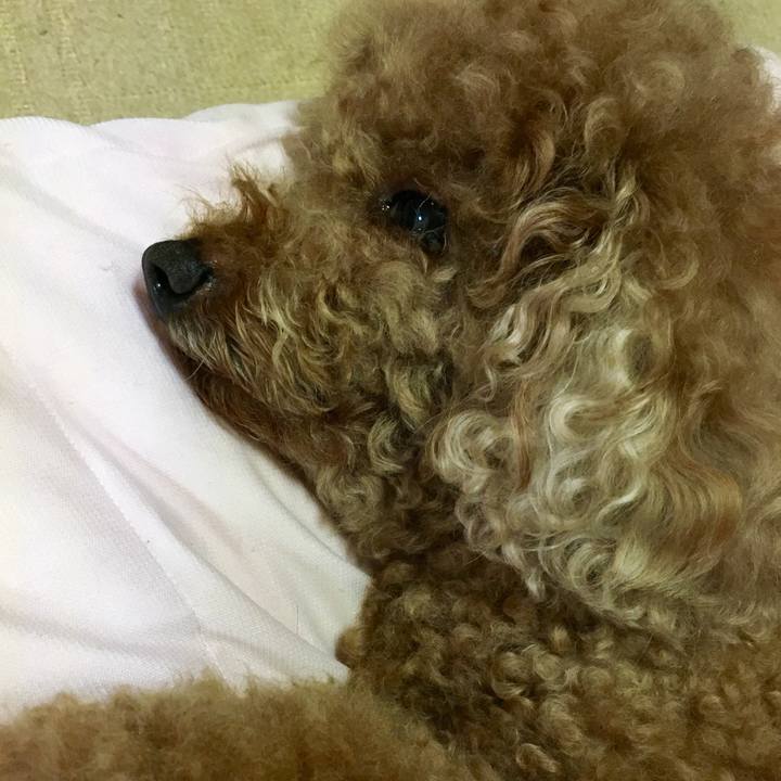 4d6513a5 cf12 42cf 8fc6 bcc0d9bf62d1