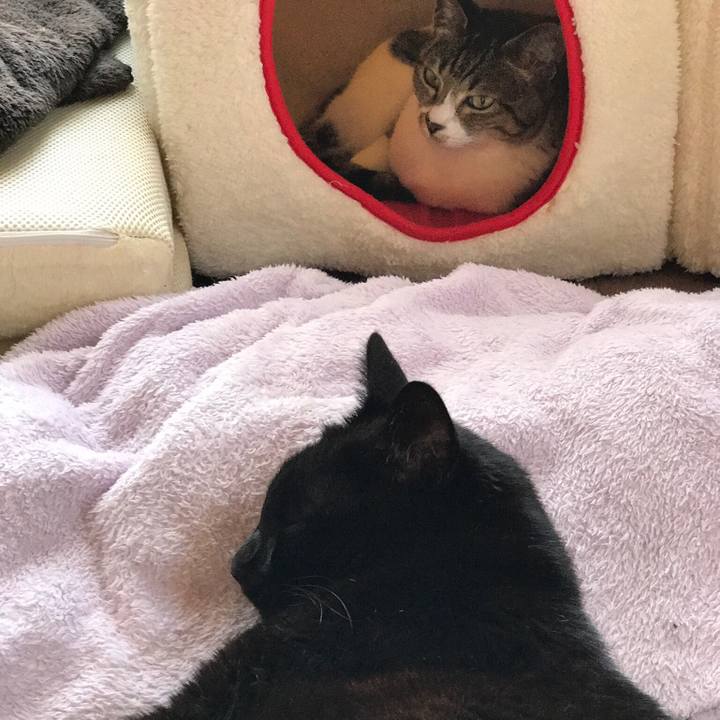 4d6bbdc1 988e 4931 a6c6 325dae4650fb