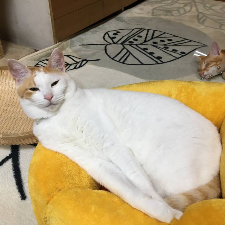 4d7406b1 516a 4f46 81b6 b8475a39e41a