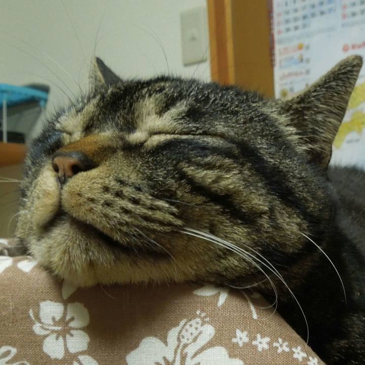 4d7a248d 771a 4314 8a81 25e6b8f91cf3