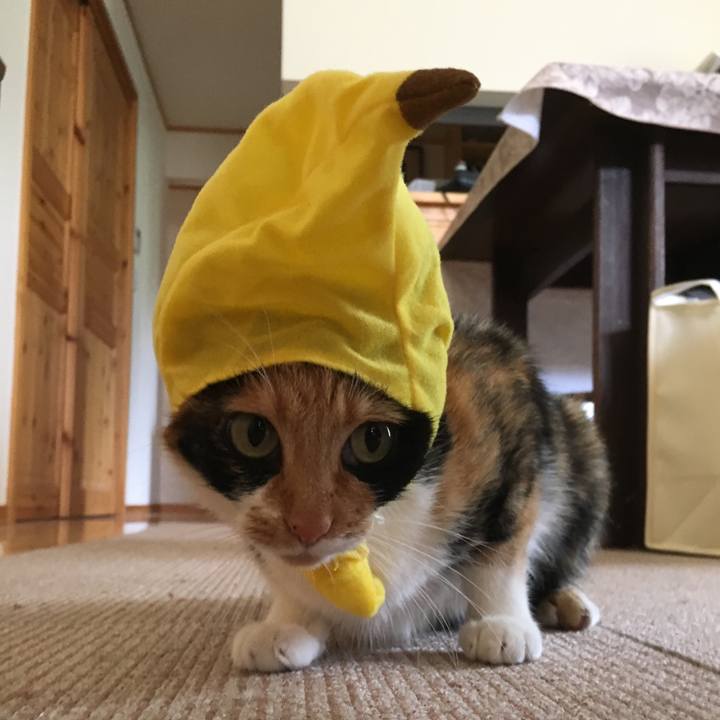 4d7ca363 c6f5 4b0c a754 2ab4c60d68eb