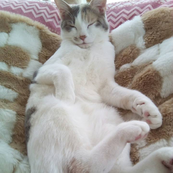 4d7f786c 62d6 4efa 8409 6d7d7d8e6be1