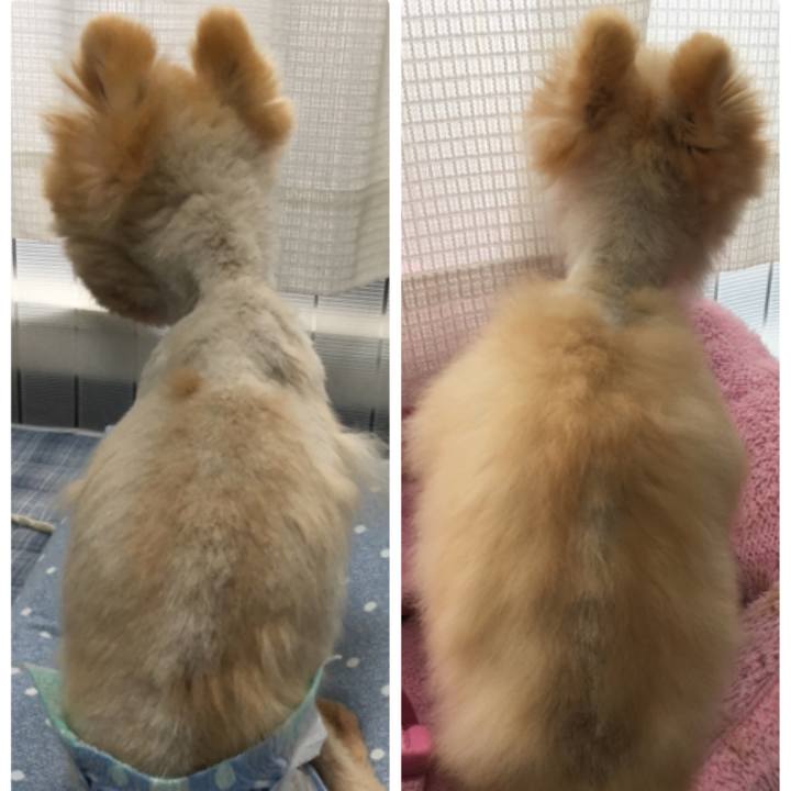 4d7fa4ca 5b1c 4e13 b784 04fcc4c559c4