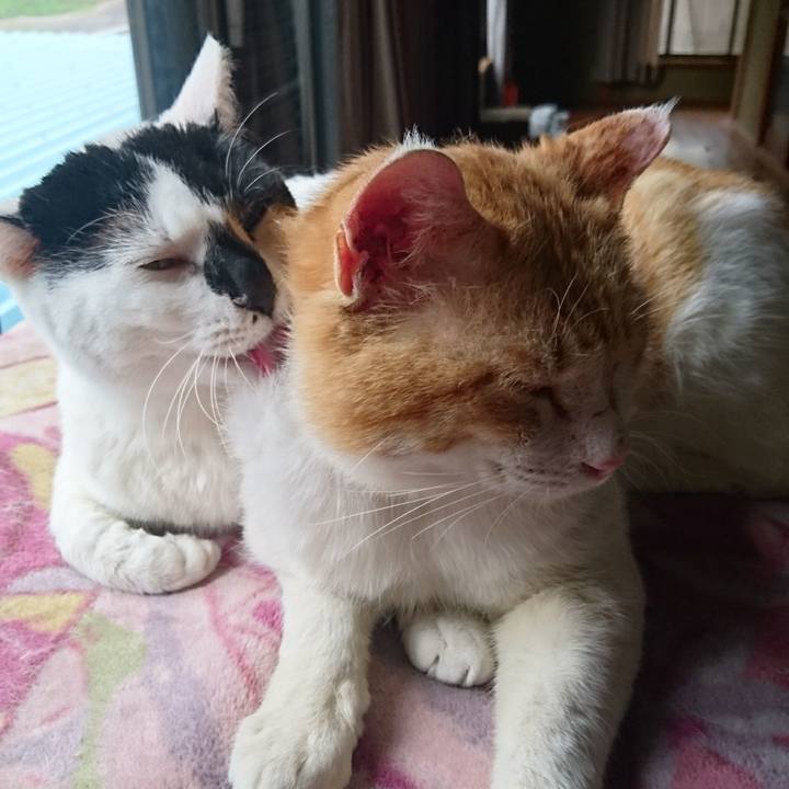 4d810fa0 e276 48f2 80d7 cf1545b9ff75