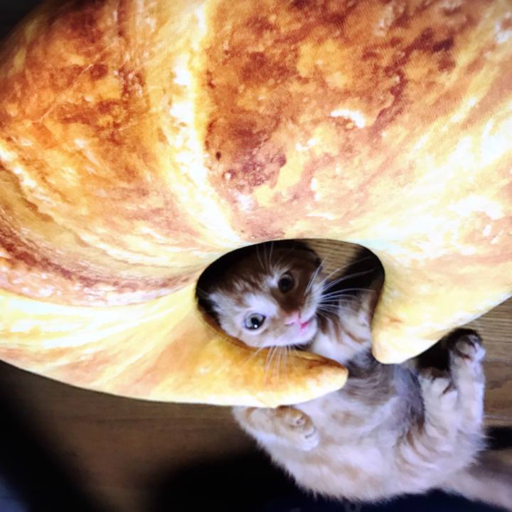 4d86eb6e 025d 40ff 9295 f74919202226