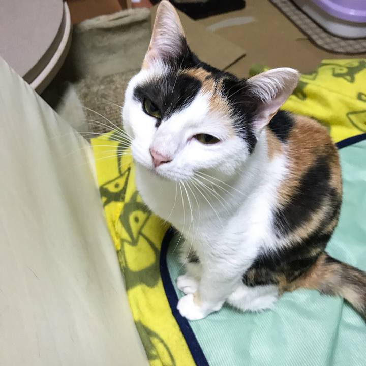 4d884d7e 82ad 4018 9777 cb0b5d54a529