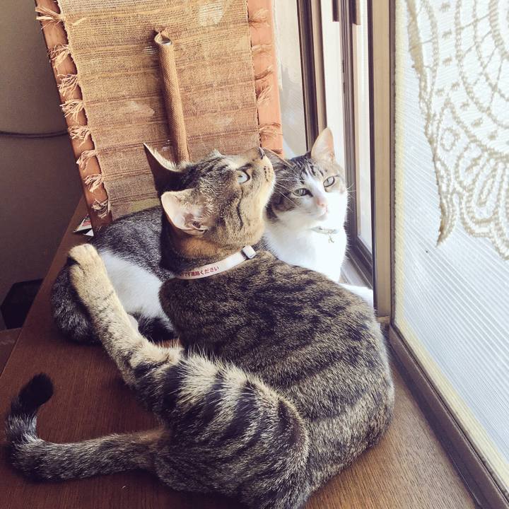 4d88e327 cf41 422b 997f a82568ee9ccf