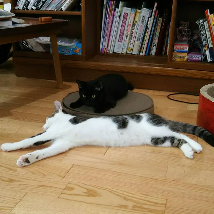 4d89bb6d 1a9f 46d1 8116 55add55679bd