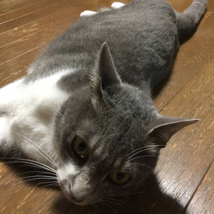 4d9db39c c6e0 4204 8cf0 d5b254a285d3