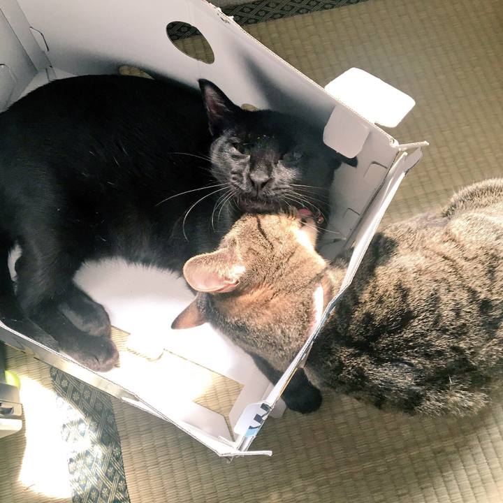 4da106f8 e46a 4d9d b00d 9a4e88b8a4a8