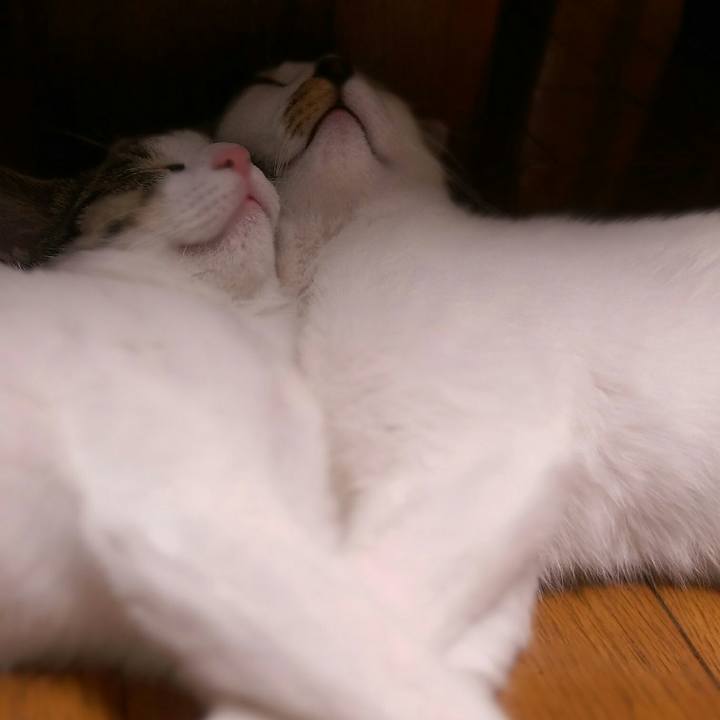 4da341b8 957a 48e7 8280 dd2831b89ca2