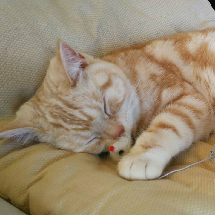 4dac07b0 6694 4a4e 8a1d 06a51c510f5f