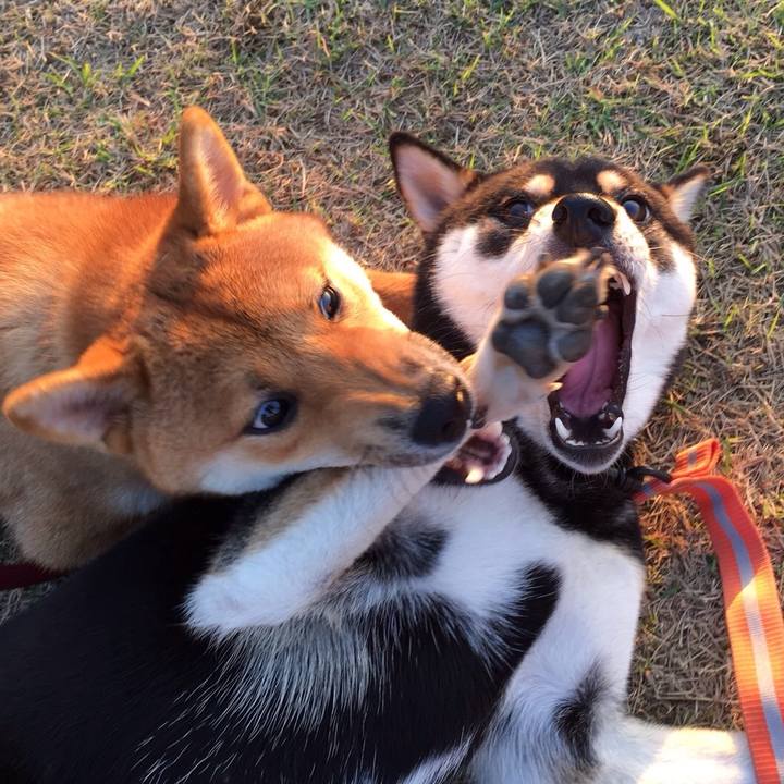 4dad4b85 8142 4460 8b46 95d26add9836