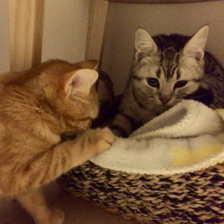 4daf1559 cdad 40bb b333 4705e884cbe3