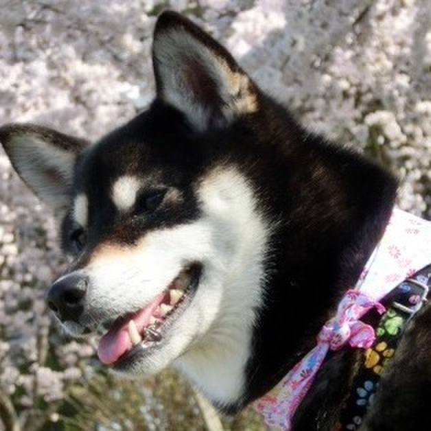 4daf6a37 3f3c 4f0b a450 62abbe03eb86