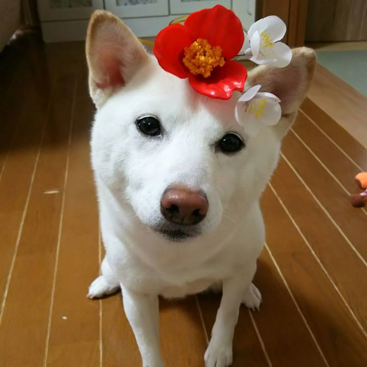 4dafdbee c297 4aa0 908c 04dc31c56aea