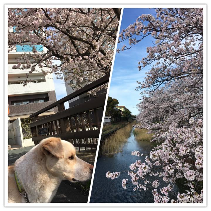 4db8e459 b50b 4d30 b483 d7d5ba72662b