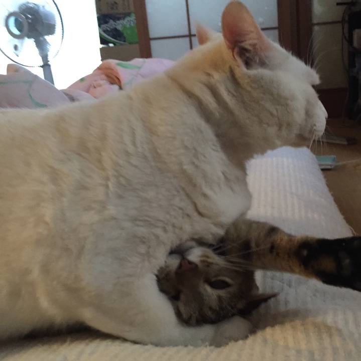 4dc2f26d 5777 4f0e a602 af93c13451c0