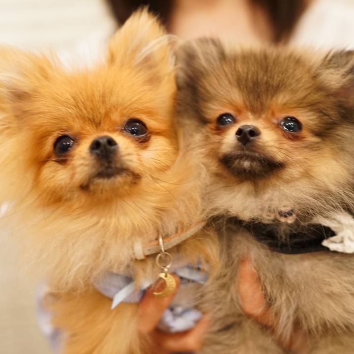 4dc8d869 1cff 41ff 90b6 34395dd55e0c