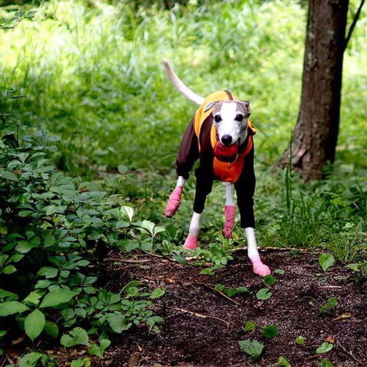 4dc997bf fdf2 4387 ad00 996ec2a8154c