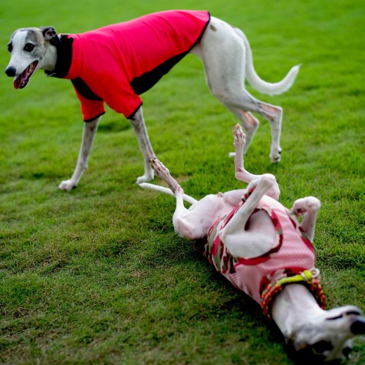 4dd899bf 6b0e 4783 8c93 544dde7a5b2f