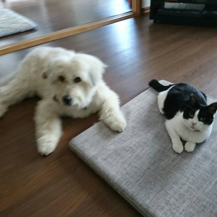 4ddc072c 88f0 4b5c 8a56 8f0dacf7a040