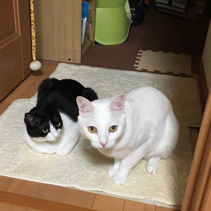 4e028ba7 135f 40cd 9b4c e646025dafa3