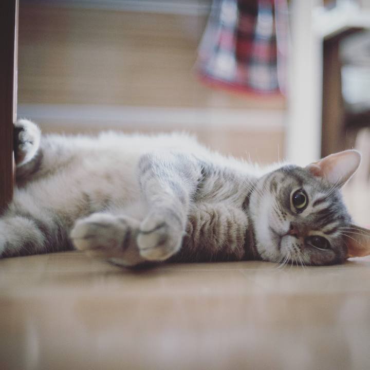 4e083df1 68cf 4ed6 926d 90e3dc1cad57