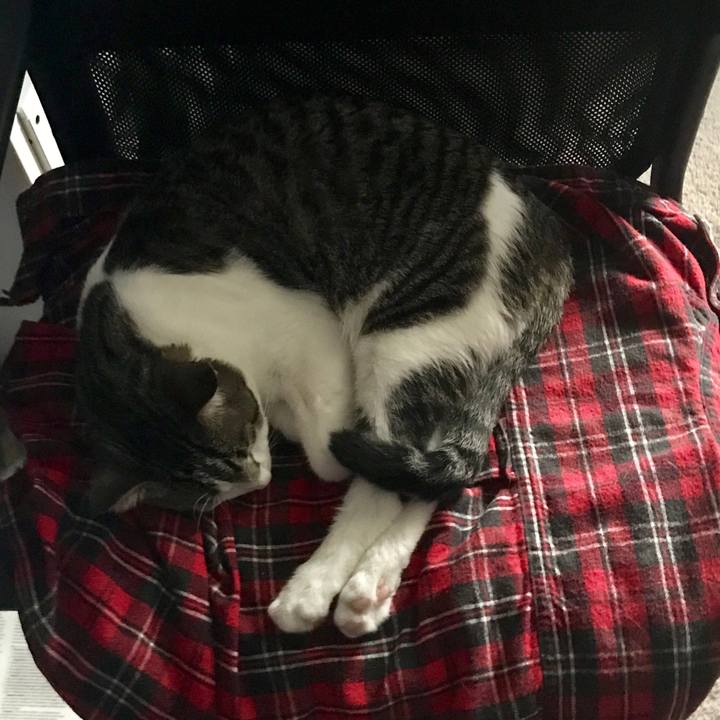 4e0ace4b 5cb5 44af 9123 9ef0763c76c1