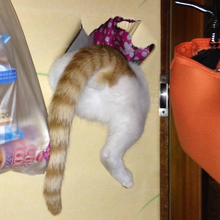 4e0c8d5e ecfd 4c7b 92aa 9d51209cf030