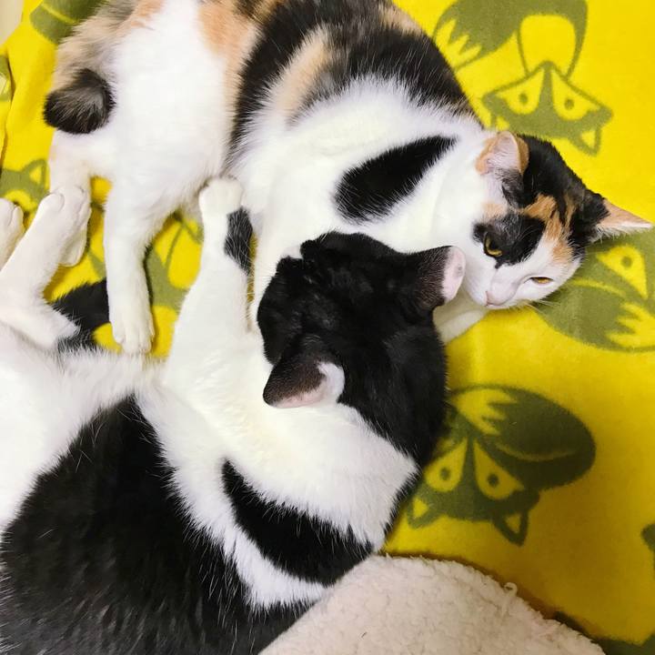 4e0f32f8 e87b 4c47 938f 5c521b08dd54